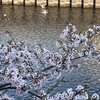 岸へ飛び上がる鴨と満開の桜20260408
