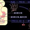 唾液に含まれるアミラーゼと血糖の関係