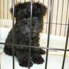 犬パルボウイルス感染症にかかった経験談。