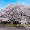 名城公園の桜を見てきた