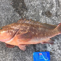 海釣りルアー初心者のデビュー戦にオススメする時期 簡単に釣れる魚種ランキング Taketiyo釣りブログ