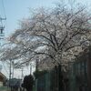 あちこちに桜が咲く