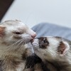 メリットばかり？フェレットを飼って困ったこと