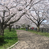 三日見ぬ間に桜かな