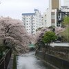 高田馬場の桜・さくら・サクラ