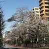 2023年の桜・さくら・サクラ・・・浜町緑道と浜町公園の咲き具合はこんな感じ