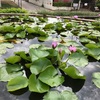 衝撃だったタイ