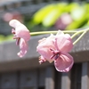 いきものふれあいの里センターに行ってきました　第３弾