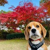 怪しい。。。