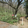 ◆'18/04/03     高館山…横道を歩く③…城山コース～岩倉コースへの横道