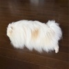 掃除機で◯◯を吸い込む