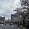 桜の季節🌸