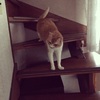 ねこ写真#35