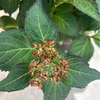 秋色が楽しめる紫陽花『未来』・・・母の日にも贈りました😘