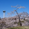 北海道で満開の桜の下でお花見ができる公園