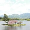 今年最後の浮島の桜