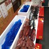 本日の漁港直送の天然鮮魚たち！