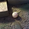大潮の日に