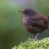 囀りの季節：ミソサザイ、オオルリ、ヤマセミを追う