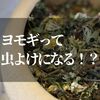 ヨモギって虫よけになるって本当なの！？様々の効果を知恵袋的に解説します