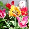 「パーシー・ワイズマン」・石楠花が咲いて…。