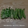 941食目「ソラマメだってたまには赤くなる」あまり見かけない『赤ソラマメ』を見つけた