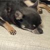 子犬ちゃんの去勢手術（術後１週間）のこと