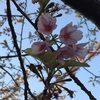 桜の花も咲き始め…春が来ても人々の心は不安ばかり