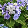 そろそろ紫陽花の季節。また鎌倉に行きたいな～♥・・・のお話。
