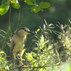 久々の雨を気にしない探鳥・野鳥撮影