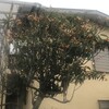 枇杷
