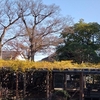 久伊豆神社の藤の黄葉・色な場所の思い出・黄34…