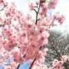 春！さくらとか菜の花とか٩(๑ˆOˆ๑)۶♡