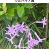 ルリフタモジ-ツルバキア-とルリマツリ（ちょっと珍しい季節の花２）　ルリフタモジは，初めて出会いました．シンプルですっきりした印象を受ける花．ルリマツリは，現在は，ほんとうによく見かける花になりました．美しくて生育がおう盛なのが好まれたのだと思います．どちらの植物名にも使われている「瑠璃」．沢山の植物名に使われていますが，仏典に頻出する青色の宝石の名前．ラピスラズリ（青金石）だろうといわれています．ラピスラズリの青色成分は，フェルメールが用いた顔料．