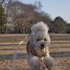 野川公園に散歩に行きました。