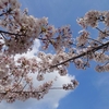 今年の桜＆ブログ一周年