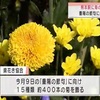 駅の構内に４００本の菊の装飾