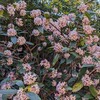 花いっぱいの沈丁花