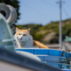 東北東部東離島のねこさん