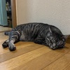 猫、ひたすら寝る