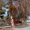 クリスマス近し　皇子山公園