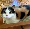 没っちゃん満１才１ヵ月。家の中で余裕をかましていられないようで、野良猫と激しいケンカになりました。（６/２５～７/２４）