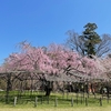 斎王桜を見に行く　万博のテロ対策　トランプ関税問題とは？