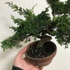 <記録用>真柏の枝抜きと植え替え