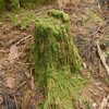 苔の探索 (その２) 切り株の苔