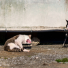 隣市南離島のねこさん