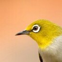 ひなくり blog