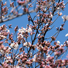 暖かさにどんどん咲く桜