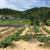 水やり、用水