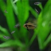 稚魚水槽が3本に・・・とりあえず打ち止め〜